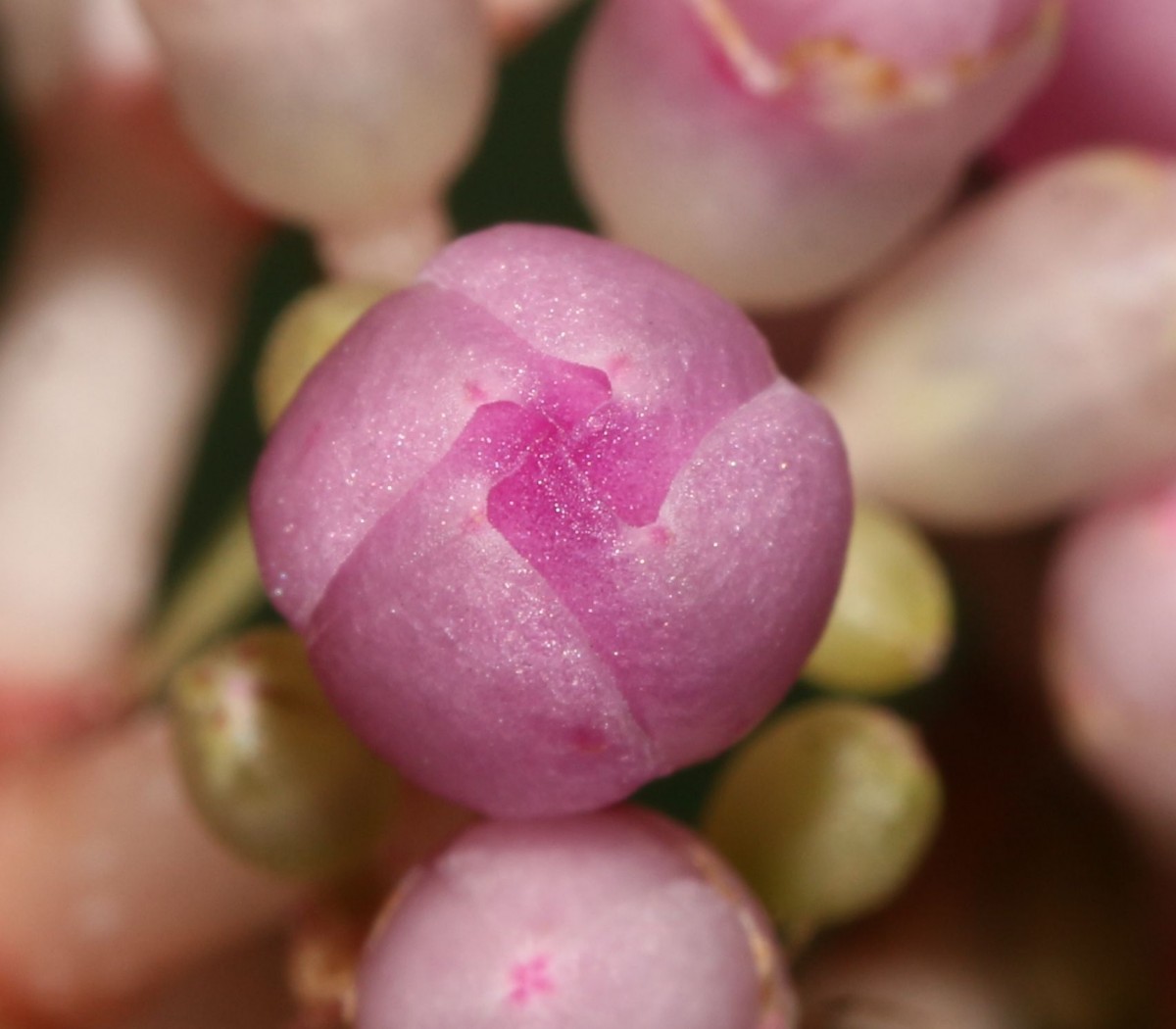 Medinilla multiflora Merr.